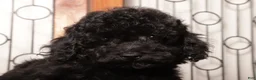 Yorkiepoo dogs for sale: Spot - Ad 3