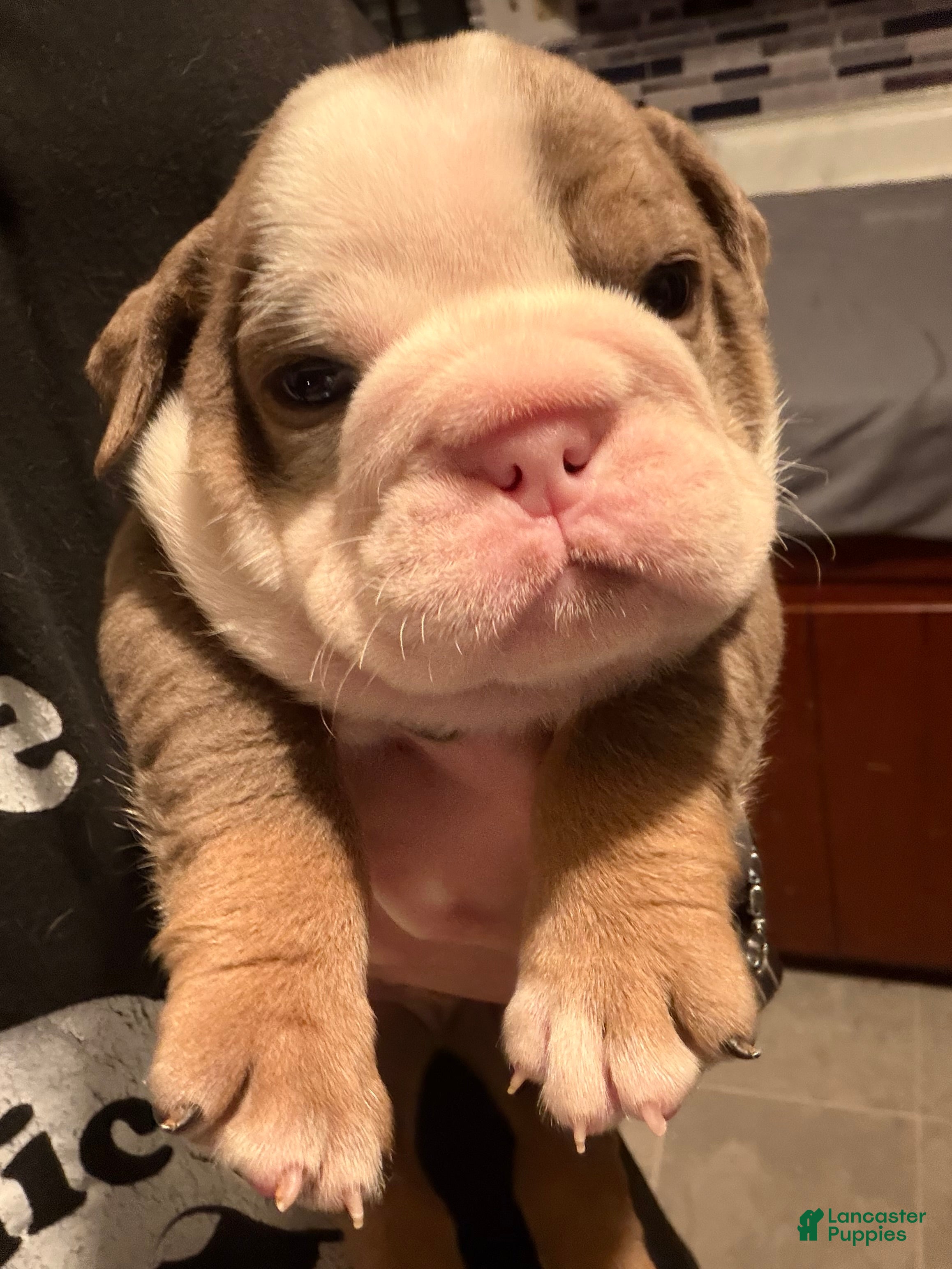 English Bulldog dogs Lilac and White Male - Ad 7