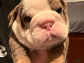 English Bulldog dogs Lilac and White Male - Ad 7