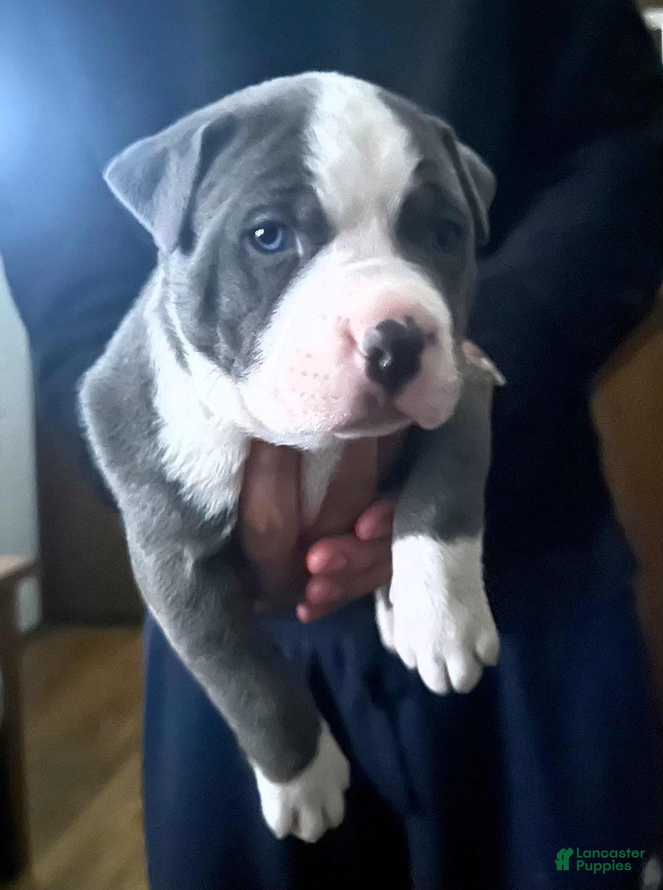 American Bully dogs "JAY Z" - Ad 13