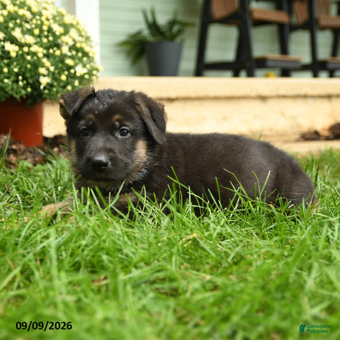 German Shepherd dogs for sale: Fritz - Ad 3