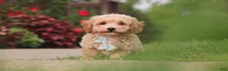 Bichpoo dogs for sale: Brady - Ad 4