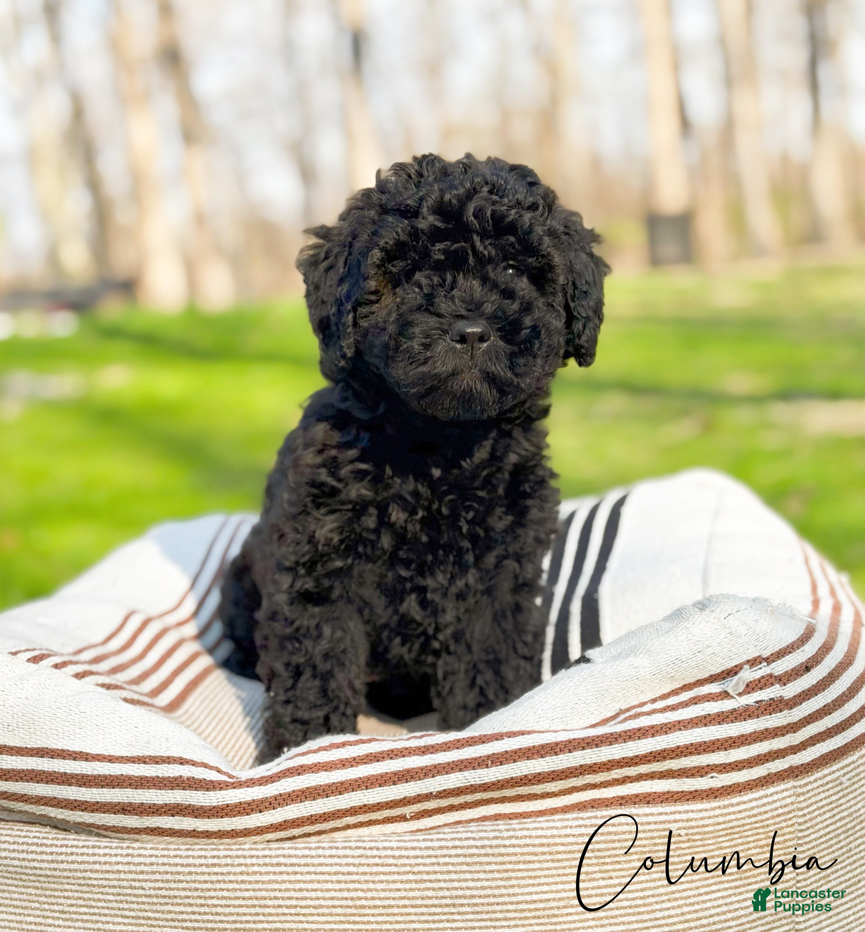 Mini Goldendoodle dogs Columbia - Ad 1