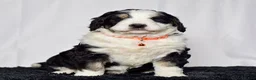 Bernedoodle dogs for sale: Mr. Sammy - Ad 2
