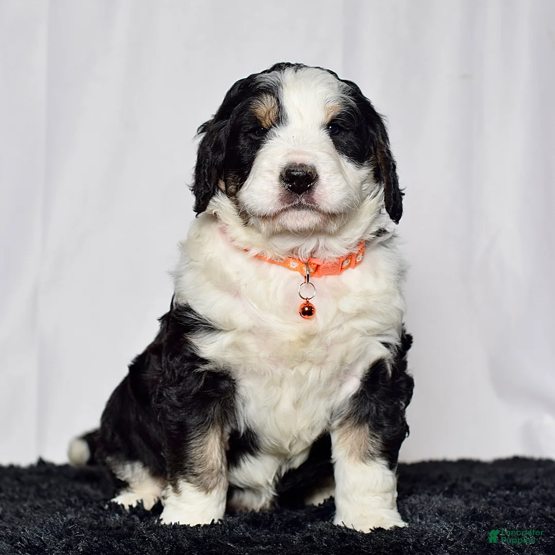 Bernedoodle dogs for sale: Mr. Sammy - Ad 2