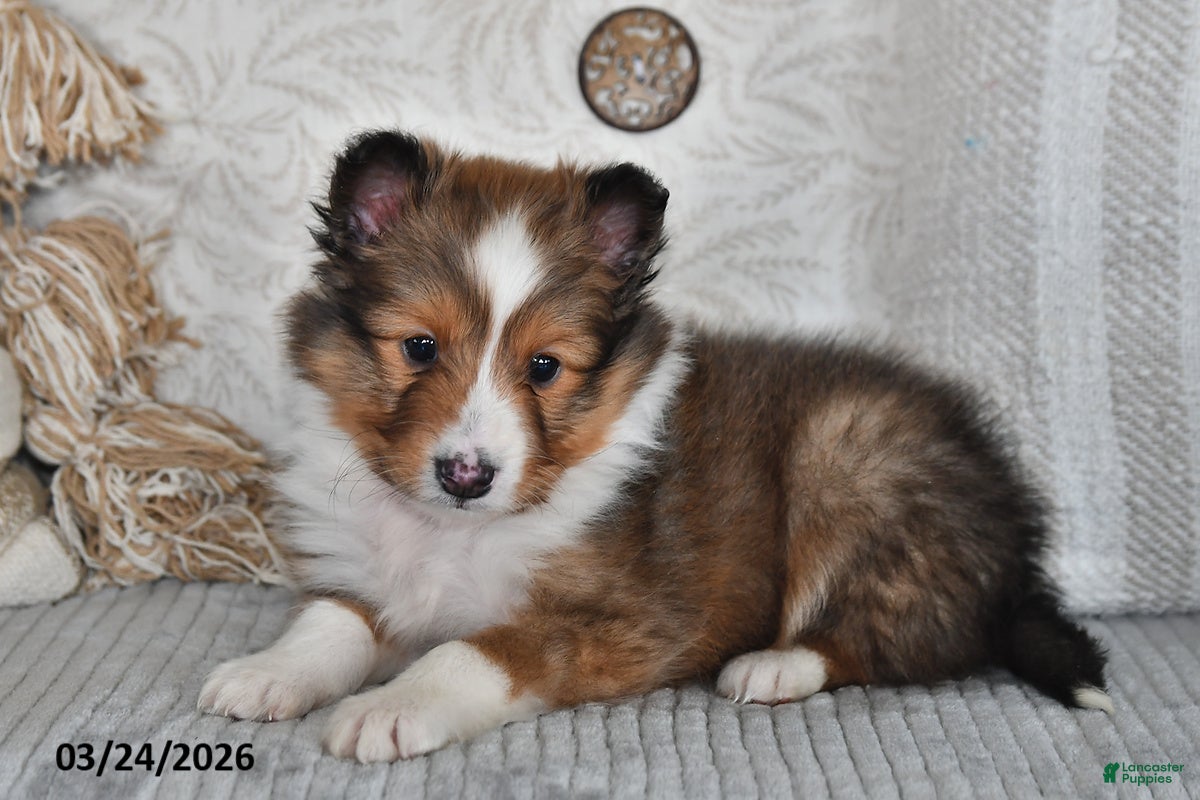 Shetland Sheepdog dogs Pepper - Ad 1