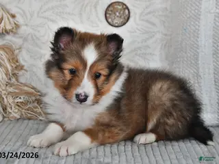 Shetland Sheepdog dogs for sale: Pepper - Ad 2