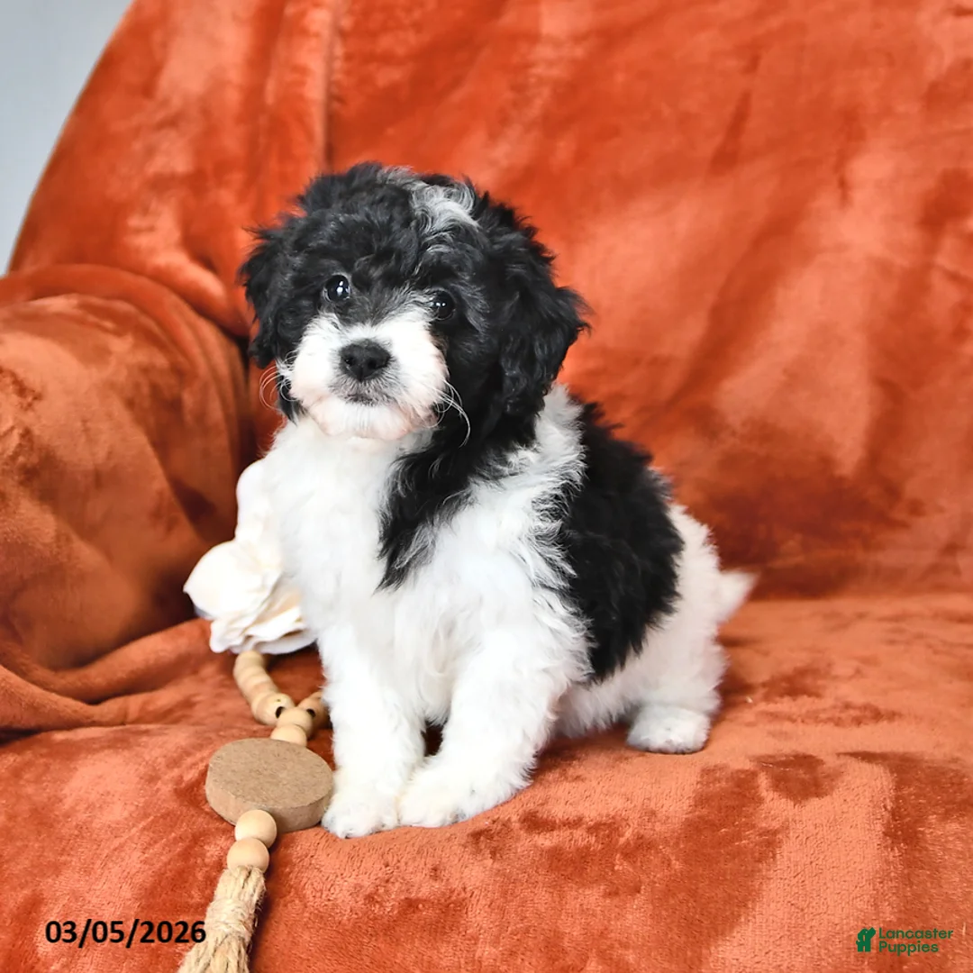 Mini Aussiedoodle dogs for sale: Sage - Ad 1