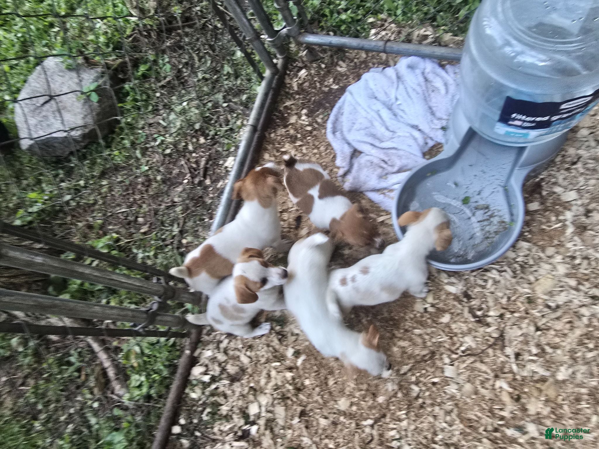 Jack Russell Terrier dogs Jack Russell Terrier 2 - Ad 1