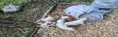 Jack Russell Terrier 2