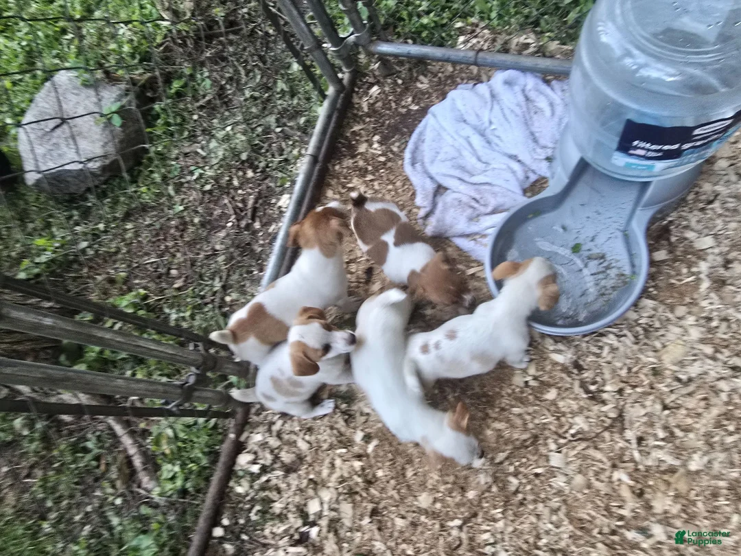 Jack Russell Terrier dogs for sale: Jack Russell Terrier 2 - Ad 1