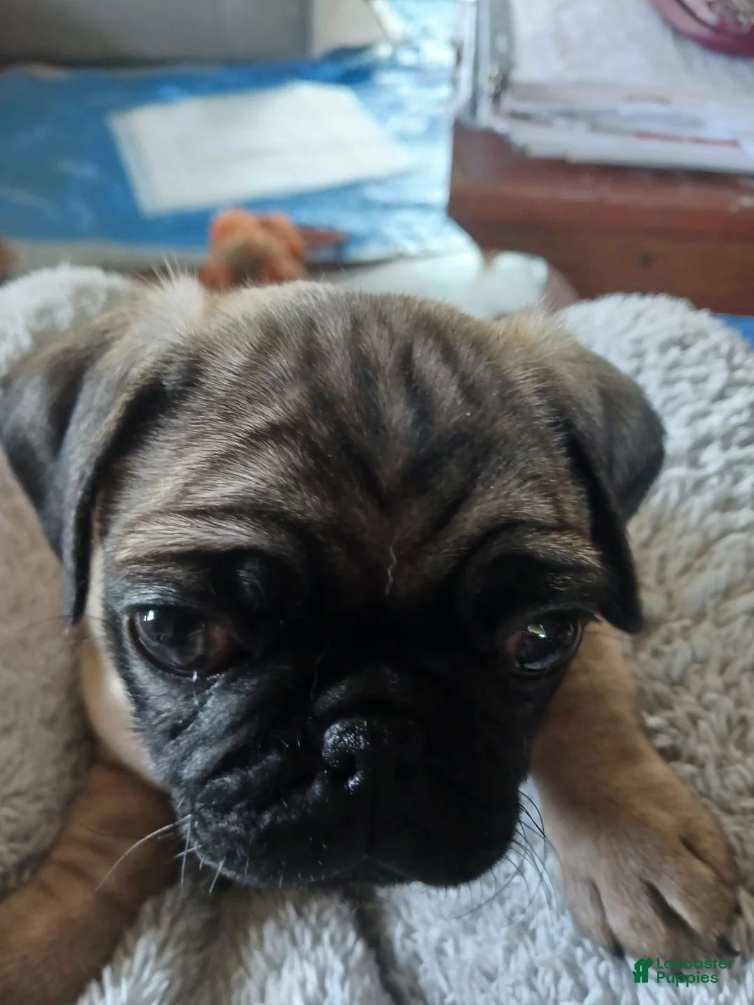 Pug dogs for sale: Pug Puppy 1 - Ad 2