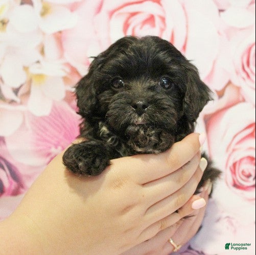 Cavapoo dogs Denver - Ad 1