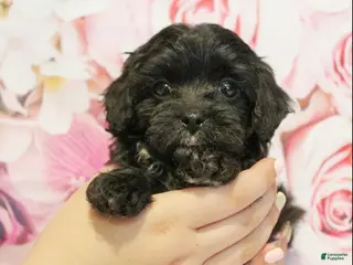 Cavapoo dogs for sale: Denver - Ad 1