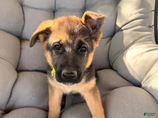 German Shepherd dogs Angel - Ad 36