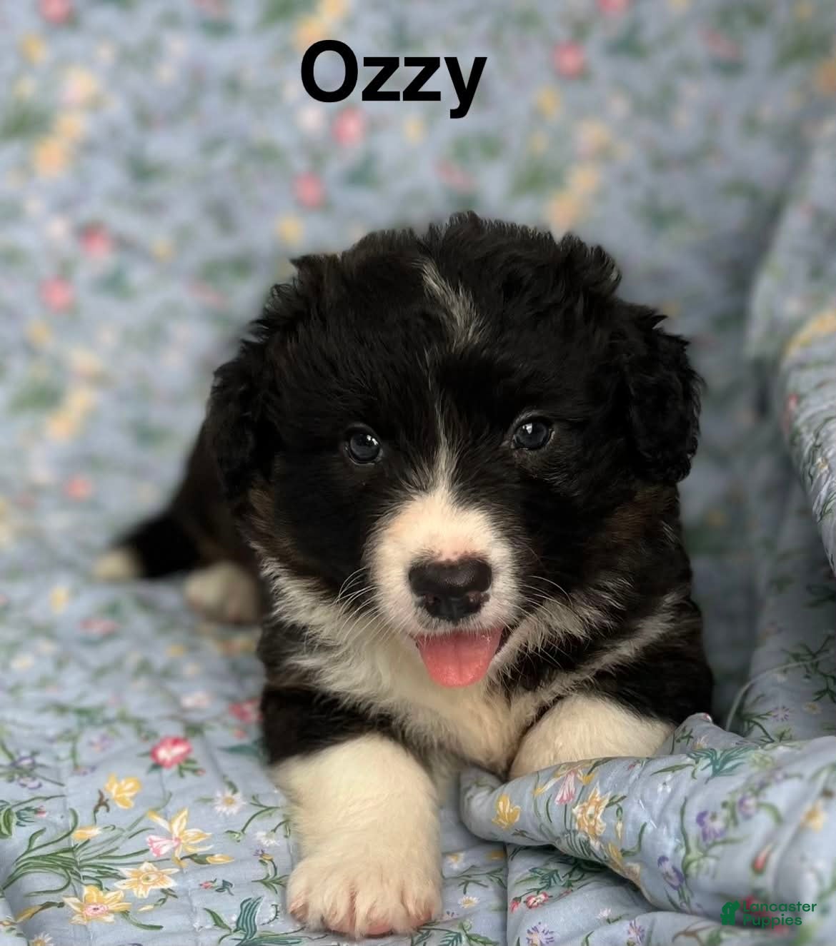 Welsh Corgi Cardigan dogs Ozzy- Fluffy - Ad 3