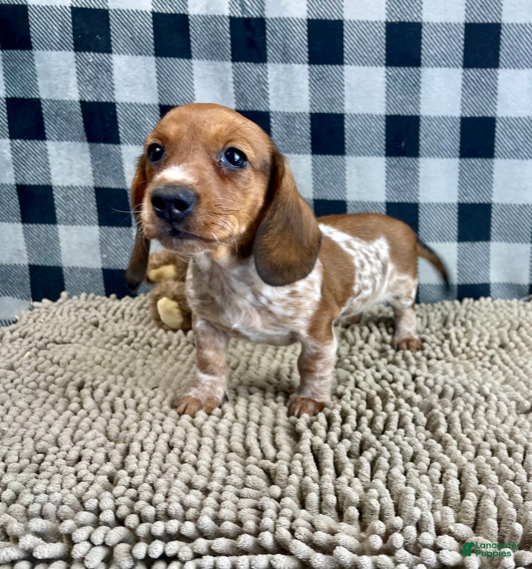 Miniature Dachshund dogs for sale: Kevin - Ad 3