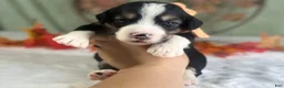 Bernedoodle dogs for sale: Ian - Ad 3