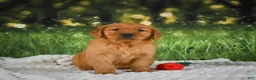 Golden Retriever dogs for sale: Jack - Ad 2