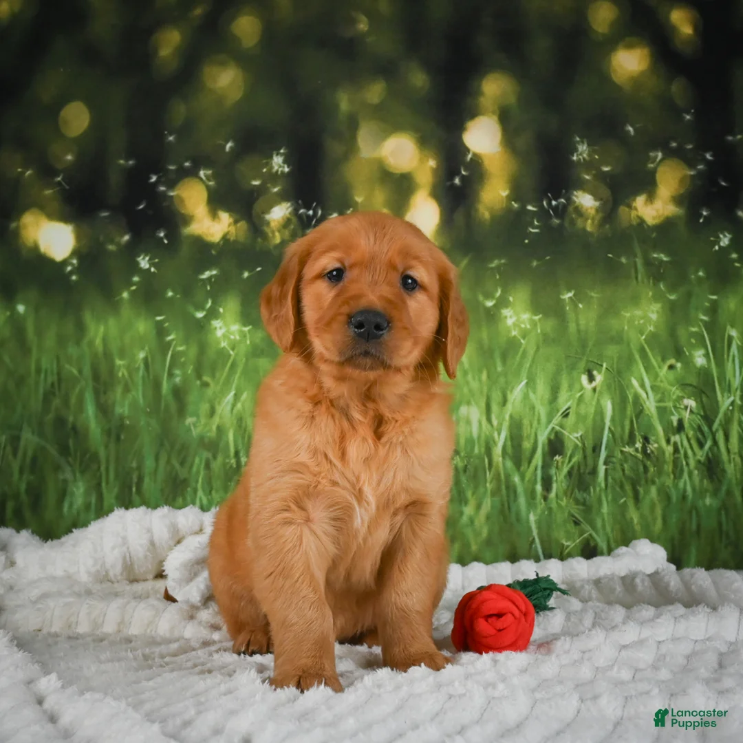 Golden Retriever dogs for sale: Jack - Ad 2