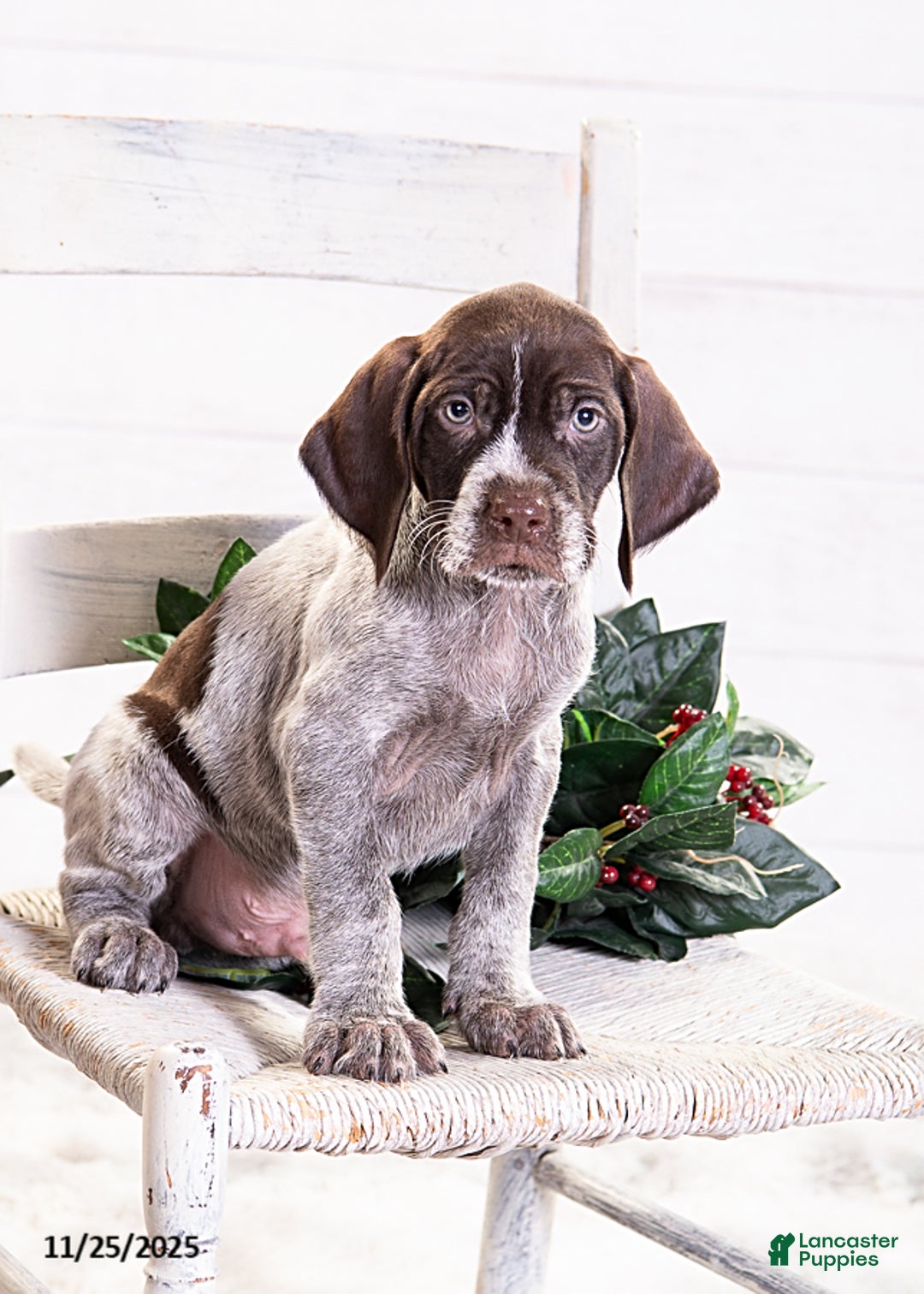 Mixed Breed dogs for sale: Romeo - Ad 1