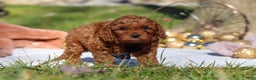 Cavapoo dogs for sale: Tucker - Ad 8
