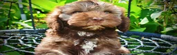 Havapoo dogs for sale: Frisco - Ad 2