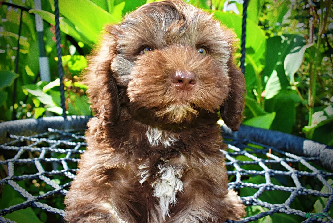 Havapoo dogs for sale: Frisco - Ad 2