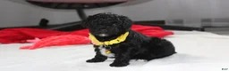 Yorkiepoo dogs for sale: Rocky - Ad 7