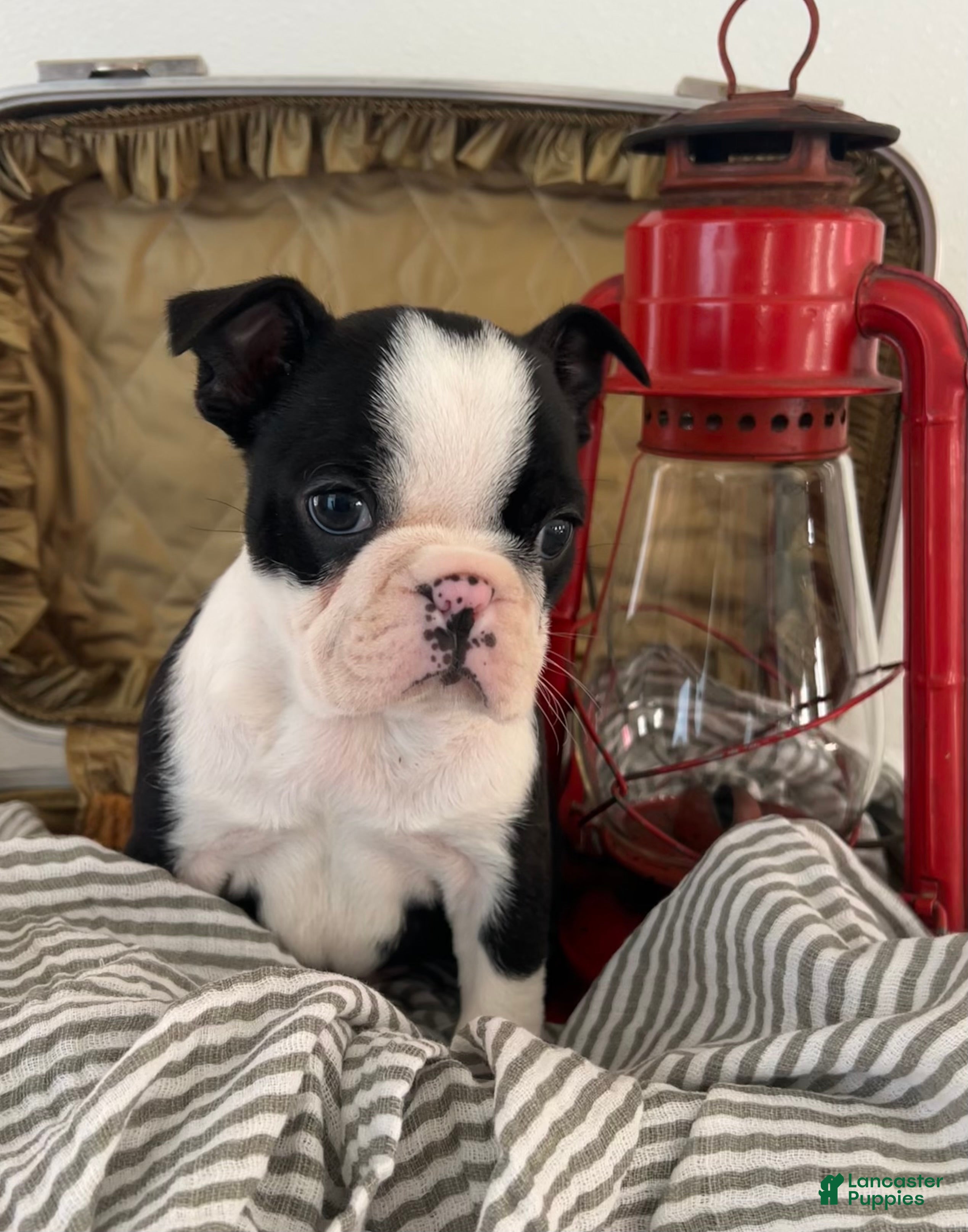Boston Terrier dogs Samson - Ad 2