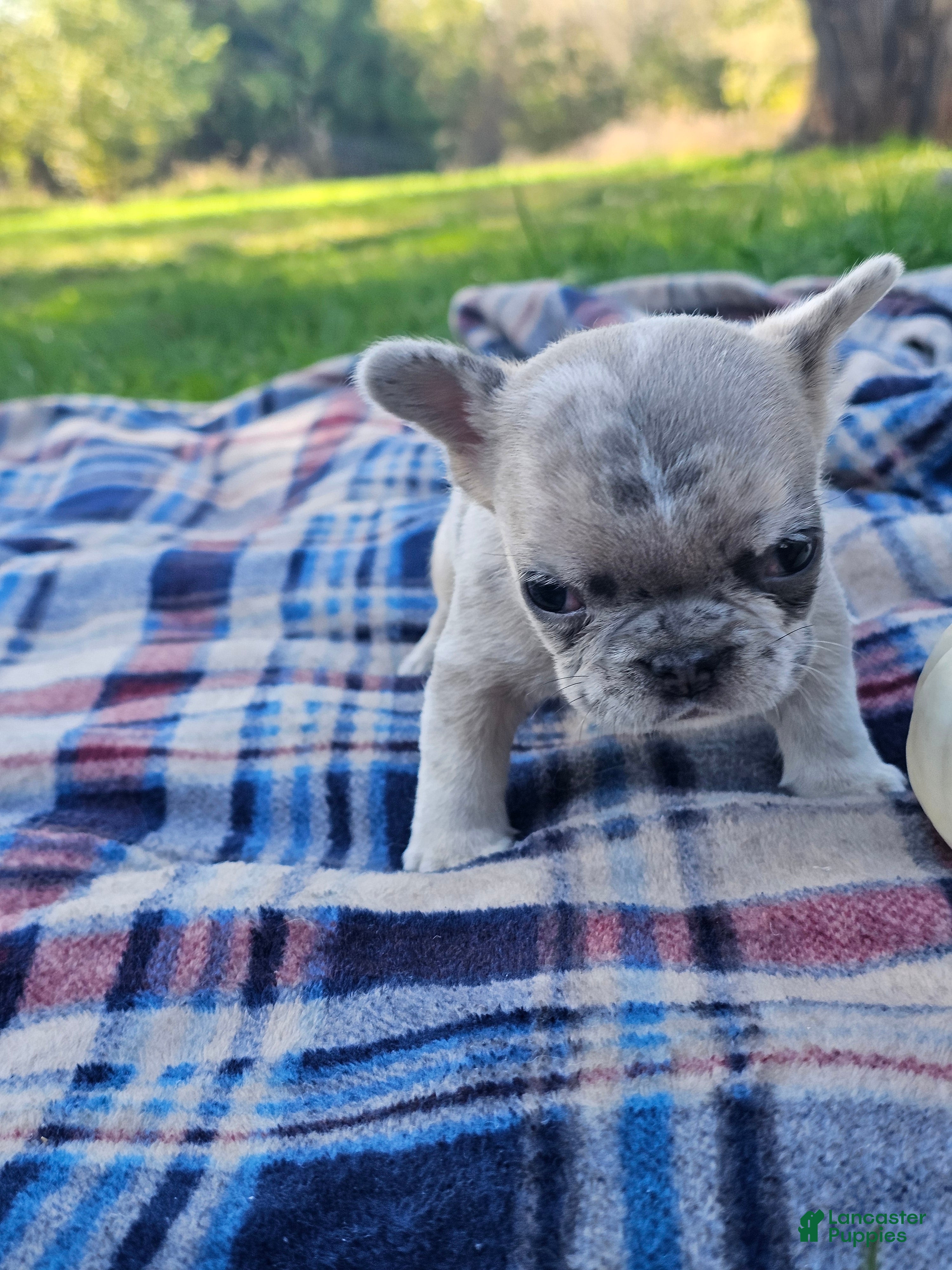 French Bulldog dogs for sale: Quinn - Ad 1