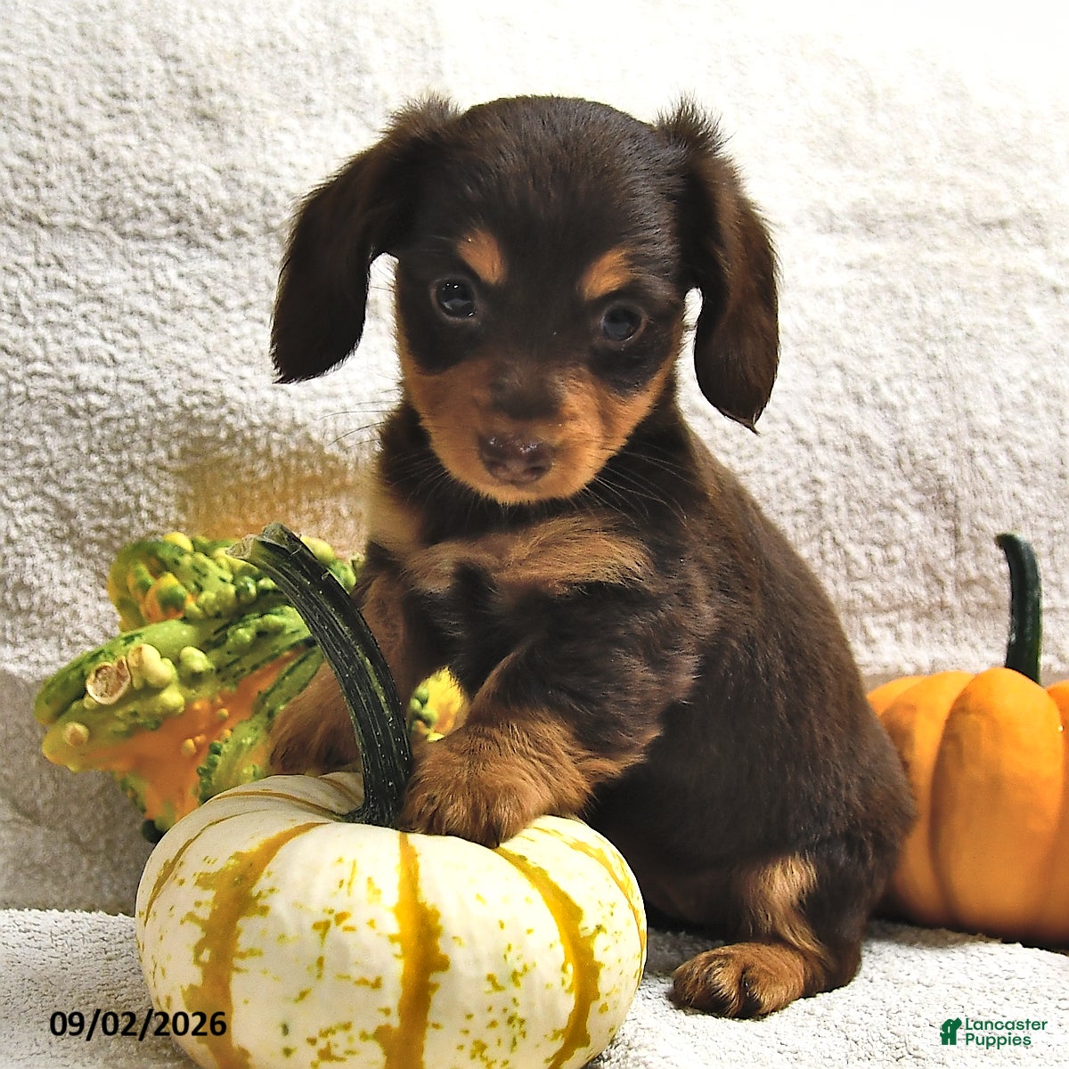 Miniature Dachshund dogs Dixie  - Ad 1