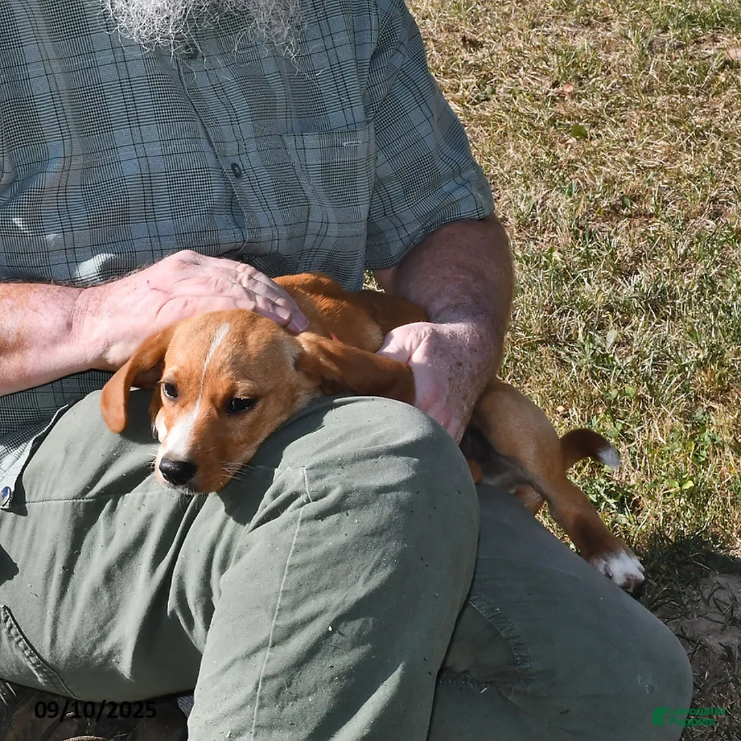 Mixed Breed dogs for sale: Sheila - Ad 2