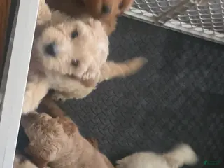 Mini Goldendoodle dogs Zena - Ad 2