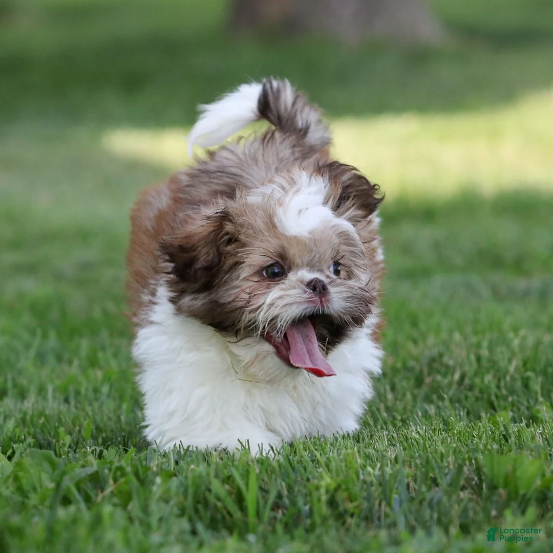 Shih Tzu dogs for sale: Snickers Shih Tzu  - Ad 2