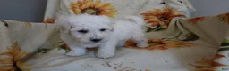Bichon Frise dogs for sale: Barney  - Ad 11