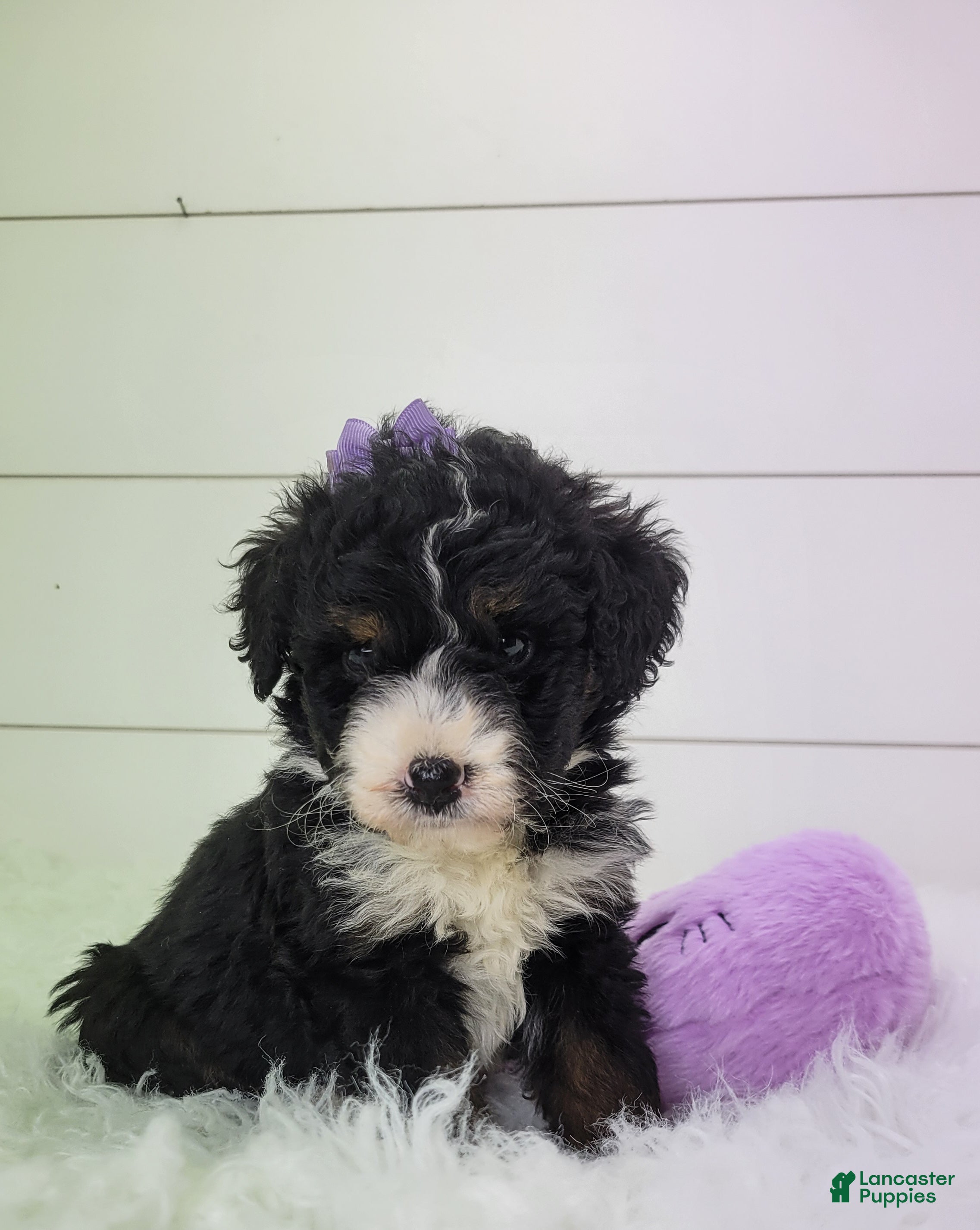 Bernedoodle dogs Becka - Ad 2