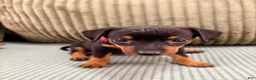 Miniature Pinscher dogs for sale: Luke - Ad 4