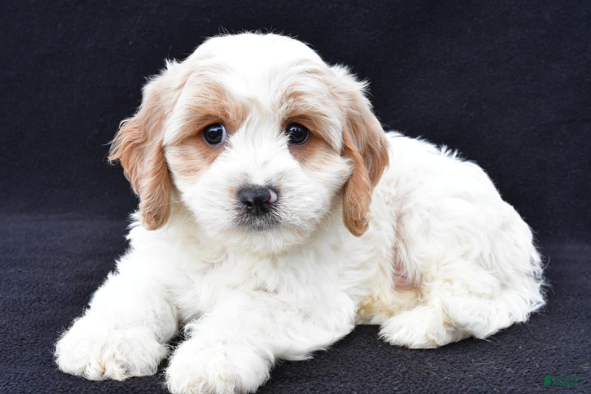 Loran (Cavachon, Male) in Millersburg, OH