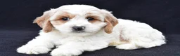 Cavachon dogs for sale: Loran - Ad 1