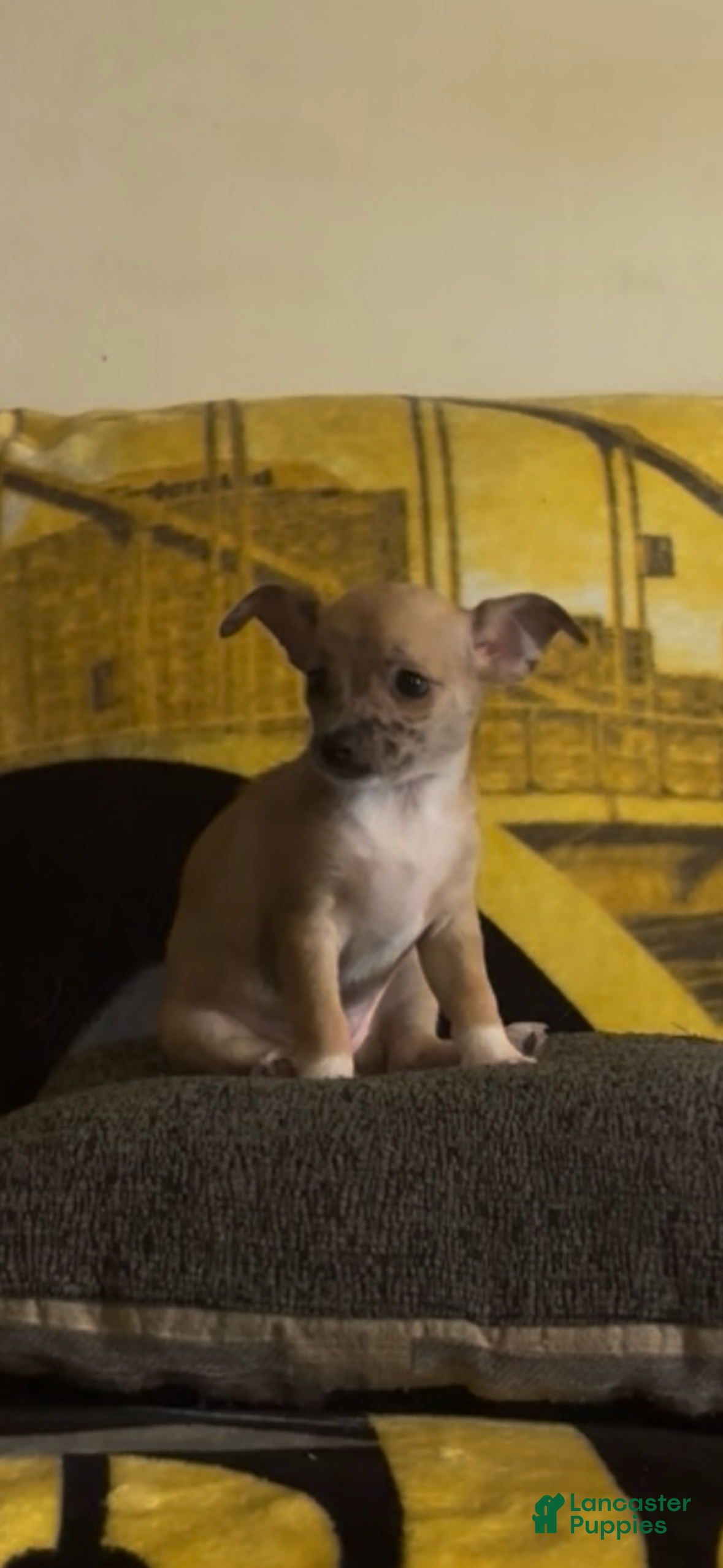 Chiweenie dogs Mai Tai  - Ad 1