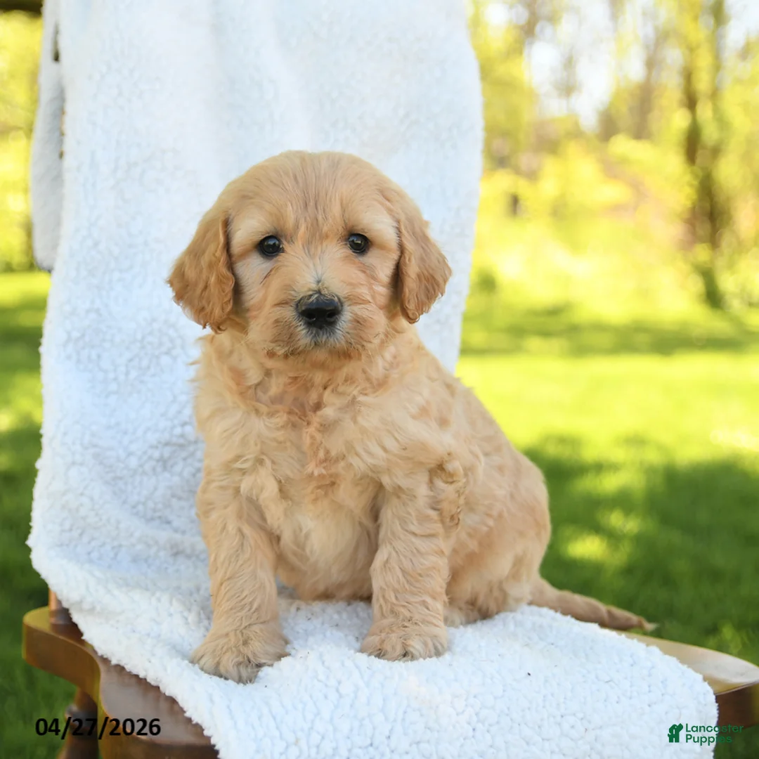 Goldendoodle dogs for sale: Casper - Ad 2