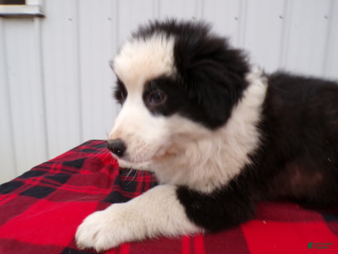 Border Collie dogs for sale: Border Collie Puppy 3 Chuck - Ad 1