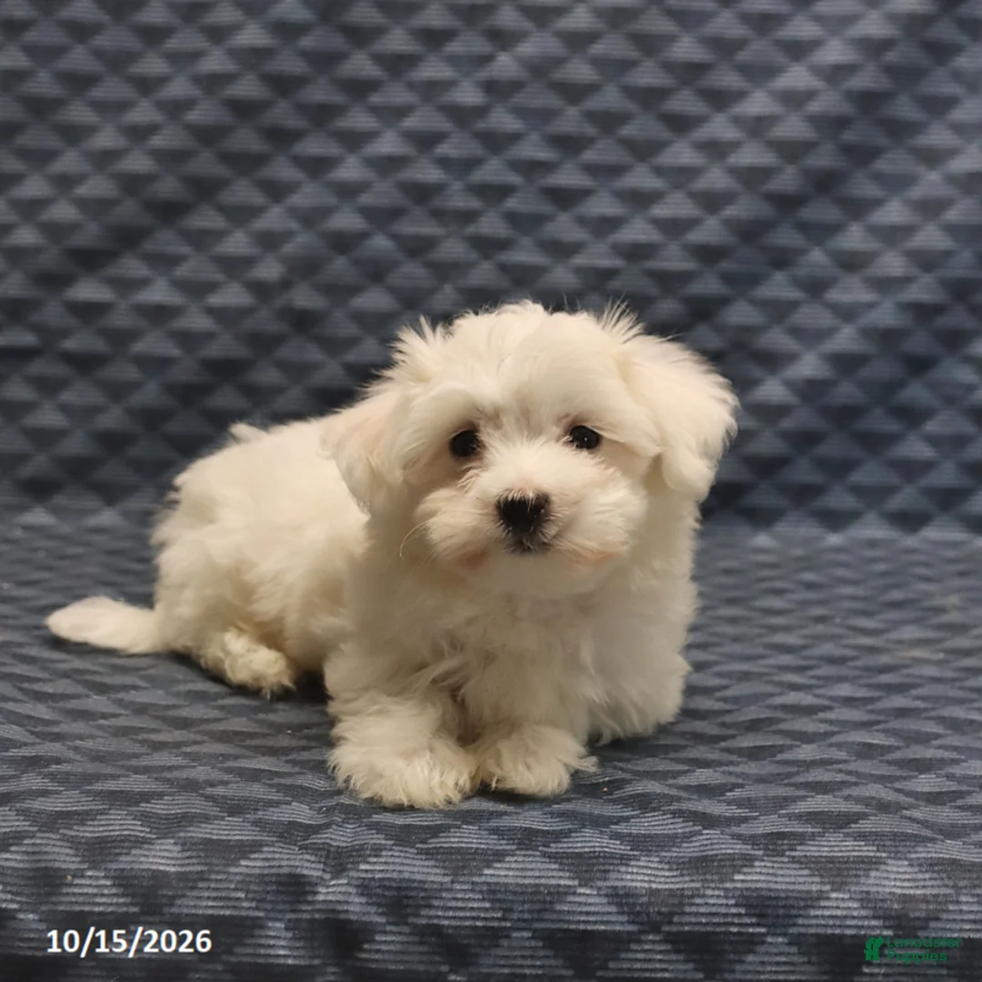 Maltese dogs for sale: Rover - Ad 2