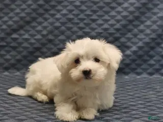Maltese dogs Rover - Ad 2