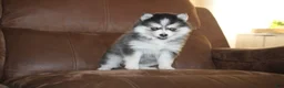 Pomsky dogs for sale: Daisy READY NOW - Ad 6