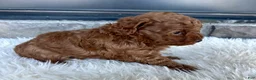 Toy Poodle dogs for sale: Skye - Ad 2
