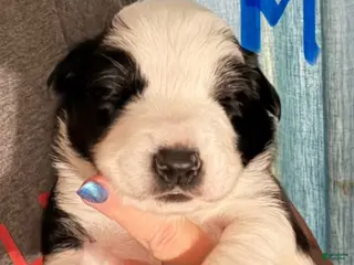 Border Collie dogs Yellow - Ad 29