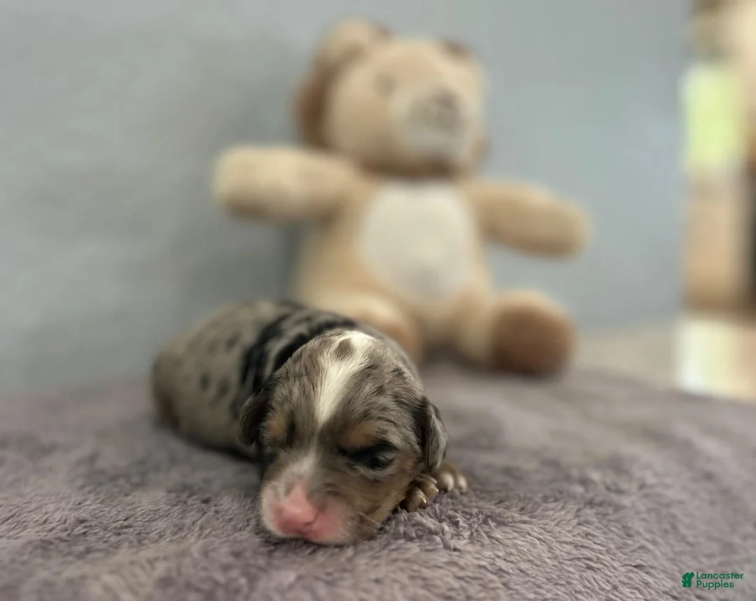 Mini Goldendoodle dogs for sale: Mini Goldendoodle Puppy 7 - Ad 2