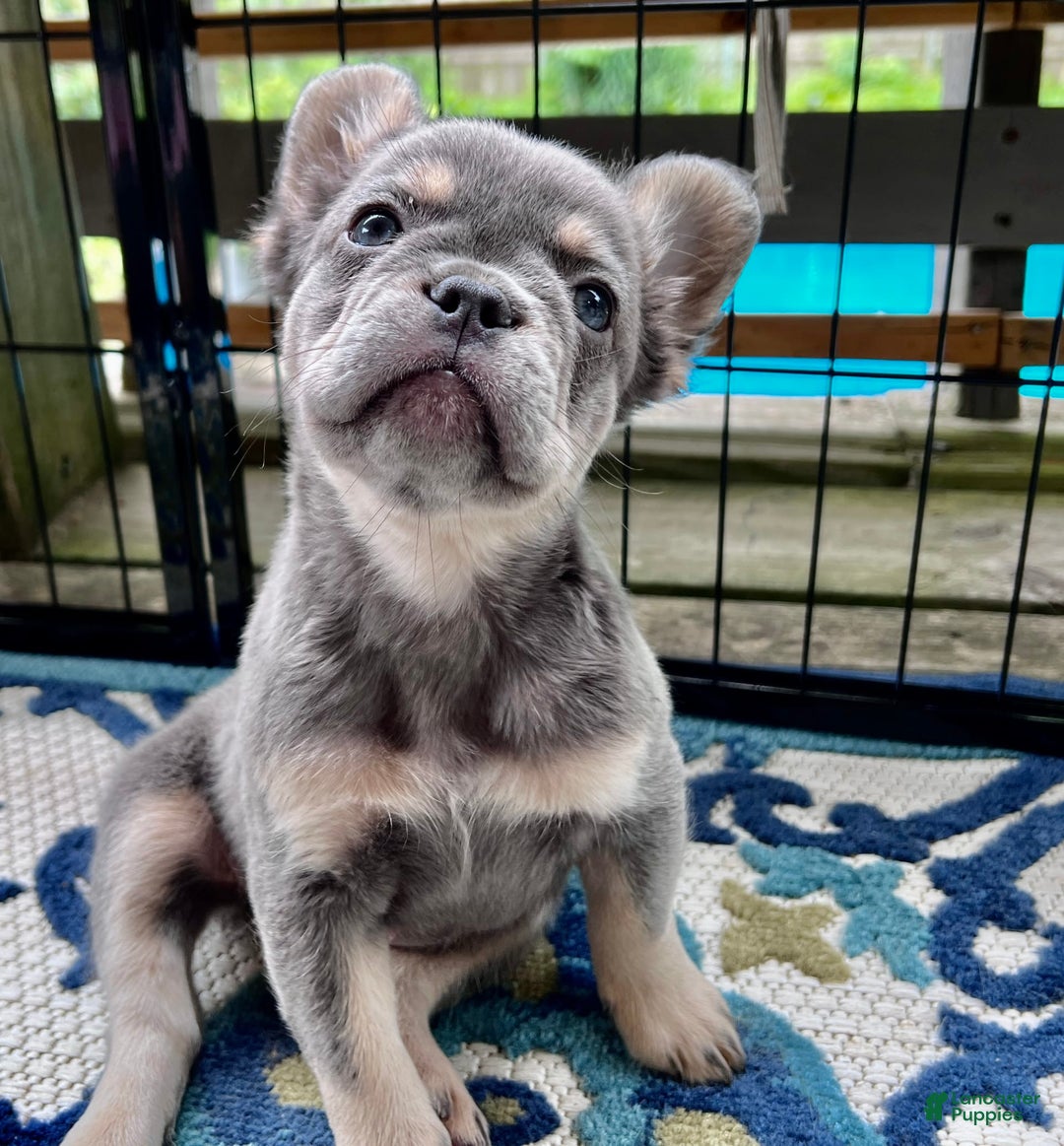 Gallery Image {{count}}